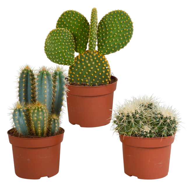 Cactus mix 10.5 cm - 3x - 12cm zonder pot