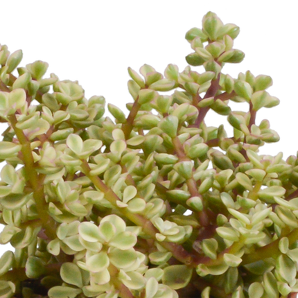Crassula mix 10,5 cm - 3x - in witte pot