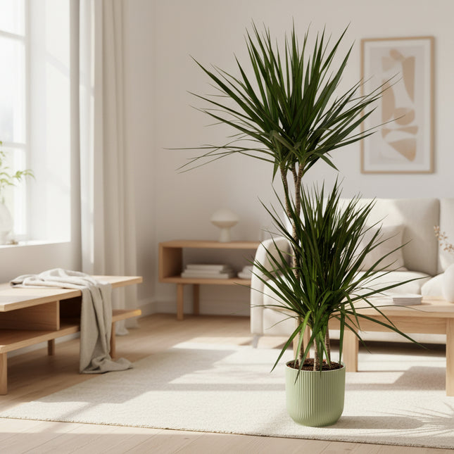 Dracaena Marginata - ↨120cm - Ø21cm inclusief elho Vibes Fold Round 