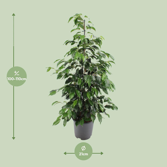 Treurende Vijg 'Danielle' - Ficus Benjamina - Luchtzuiverende Kamerplant - Ø21cm - ↕95cm (zonder sierpot)