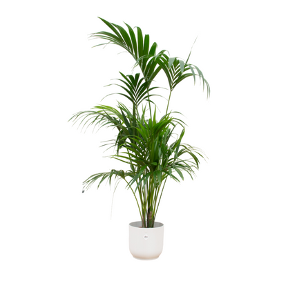Kentia Palm 180cm Ø30cm - Inclusief Elho Vibes Fold Pot Wit