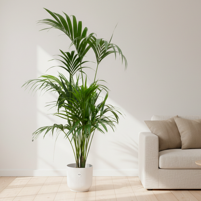 Kentia Palm