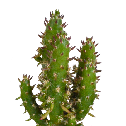 Cactus en vetplanten mix 5.5 cm | 15 stuks - in witte pot