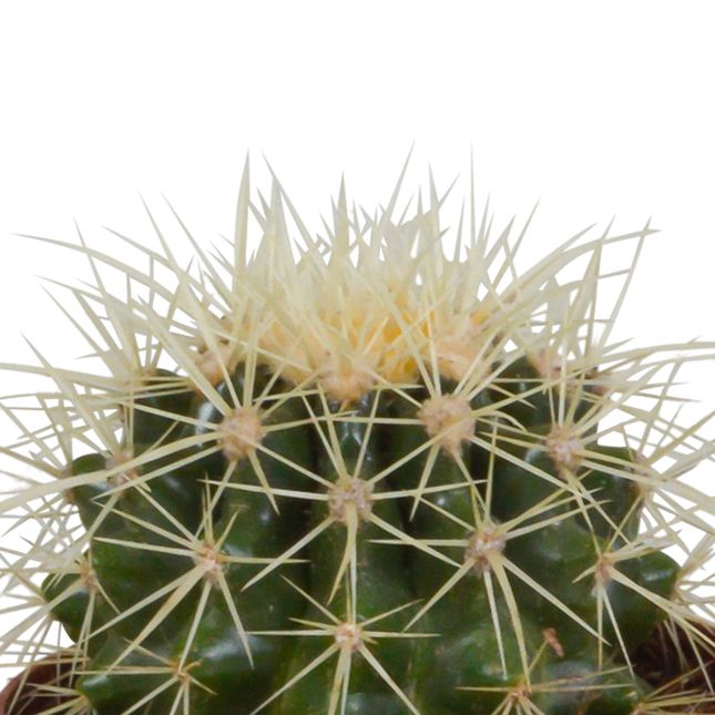 Bolcactus Mix - 8,5 cm - 3 stuks (zonder sierpot)