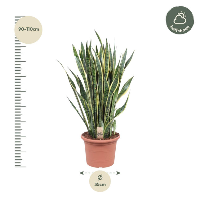 Sansevieria Laurentii Ø35cm ↕100cm – Grote Vrouwentong Kamerplant (zonder sierpot)
