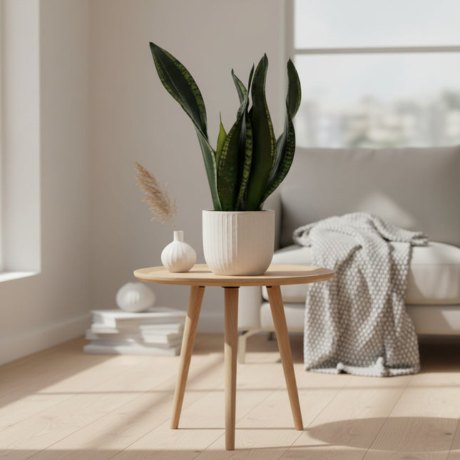 Sansevieria Whitney 12cm