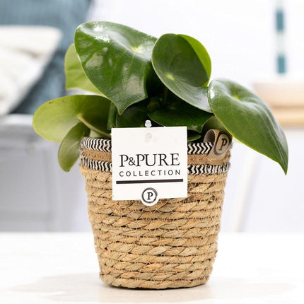 Peperomia Raindrop In P&PURE Basket - Ø12cm - ↕25cm
