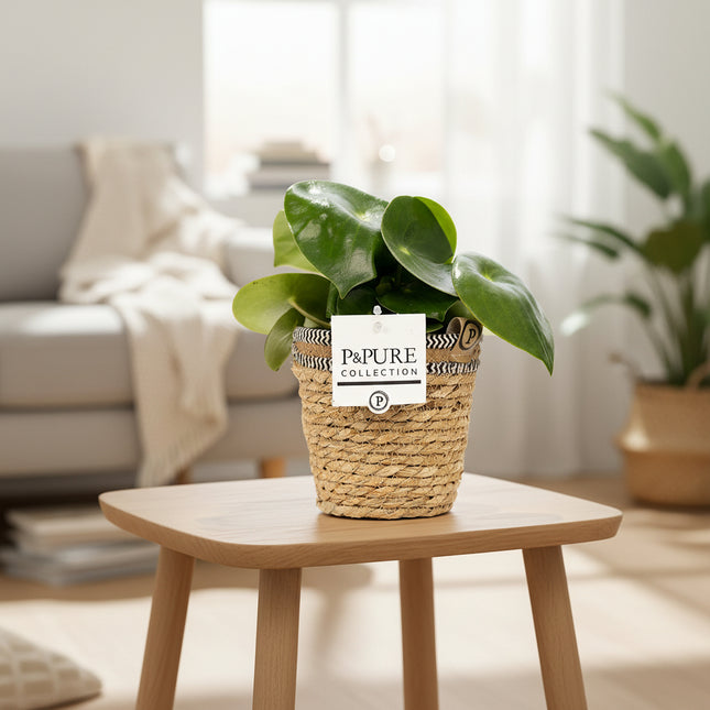 Peperomia Raindrop In P&PURE Basket