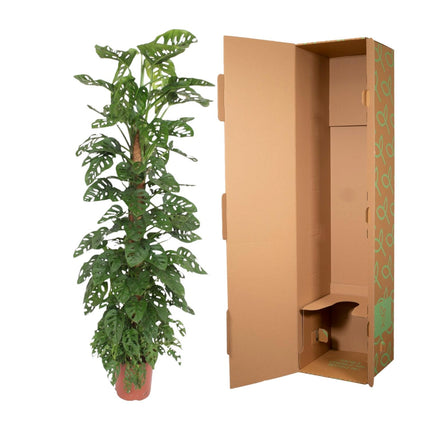 Monstera Adansonii - Monkey Leaf met Mosstok - Ø27cm - ↕170cm (zonder sierpot)