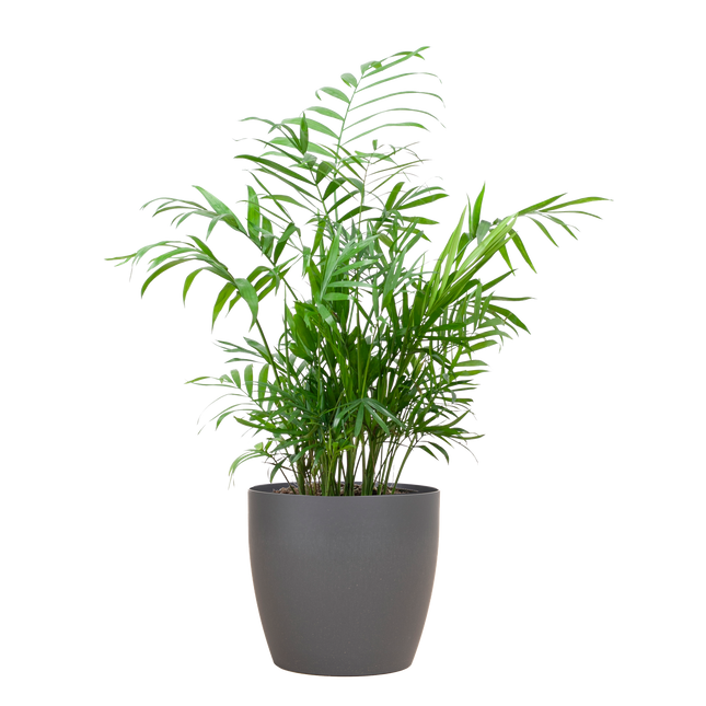 Chamadorea Elegans met Viber grijs - 55cm - Ø17