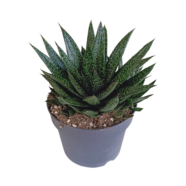 Gasteria 'd Due 17cm