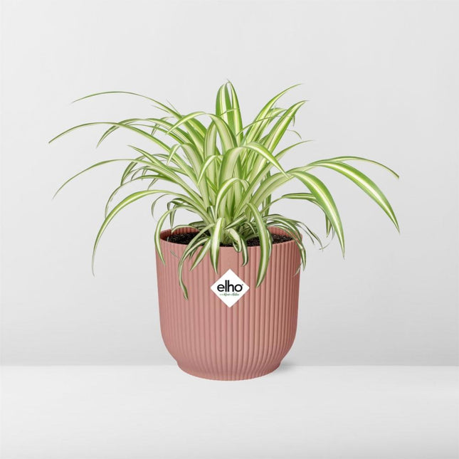 Graslelie 'Variegatum' - Chlorophytum - Ø15cm - ↕25cm + ELHO Vibes Fold Pot 14cm - Roze