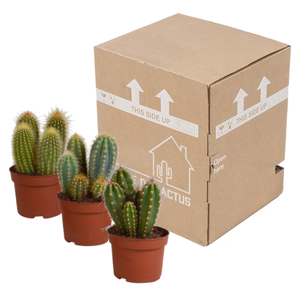 Cereus mix 10,5cm - 3x - zonder pot