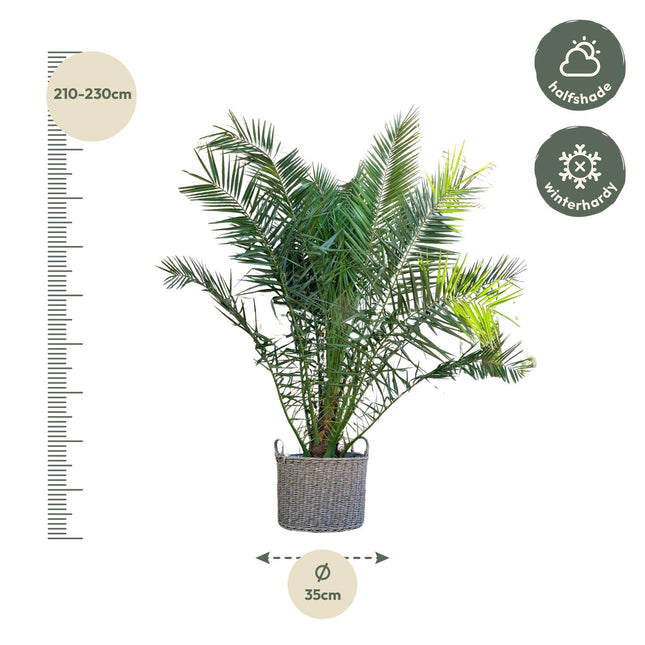 Canarische Dadelpalm XXL - Phoenix Canariensis - Grote Kamerplant - Ø50cm - ↕300cm (zonder sierpot)