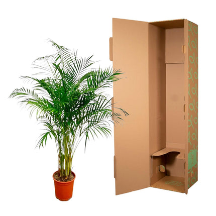 Dypsis Lutescens (Areca Palm) - 180 cm - ø27