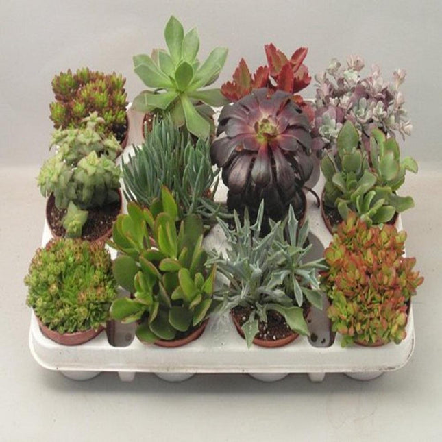 Succulenten 12 Stuks Potmaat 8,5cm