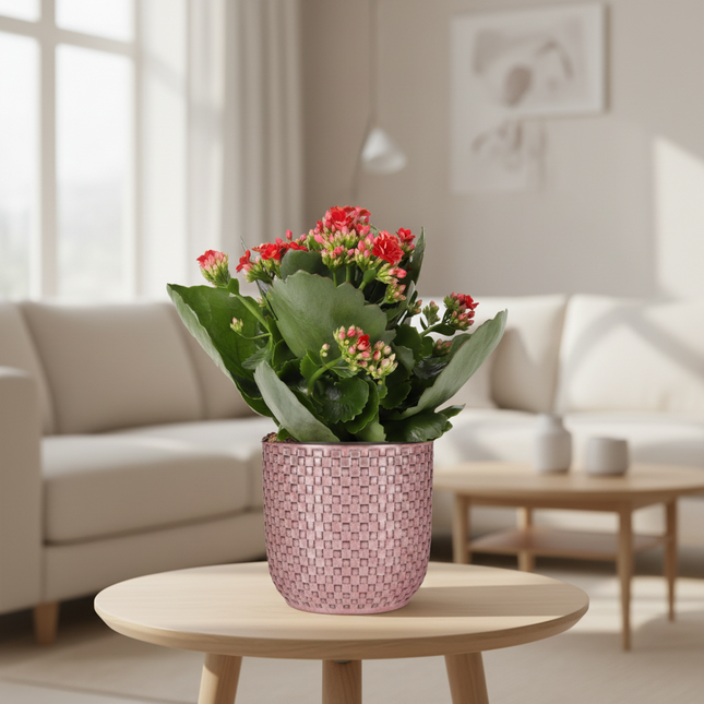 Kalanchoe Rosalina Don Justino Rood + Pot relief roze