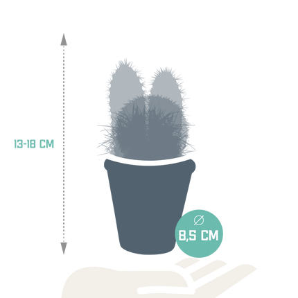 Cactus mix 8.5 cm - 3x - in terracotta pot