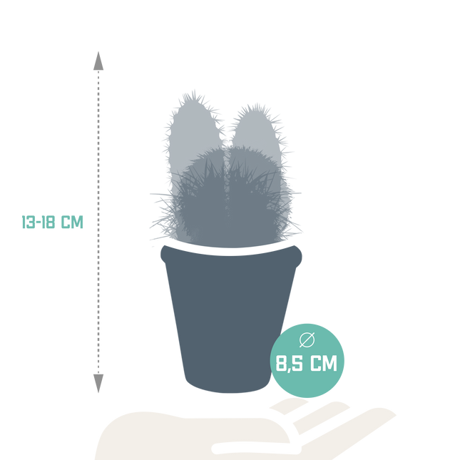 Cactus mix 8.5 cm - 3x - in terracotta pot