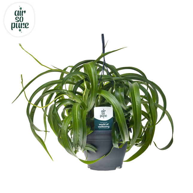 Chlorophytum Comosum 'Green Bonnie' - Graslelie - Air So Pure® - Ø19cm - ↕60cm
