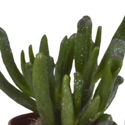 Vetplanten mix 5.5 cm - 5x - zonder pot