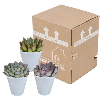 Echeveria mix 8.5 cm - 3x - in witte pot