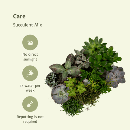 Succulenten Mix - 10 cm - Ø8,5 - 9