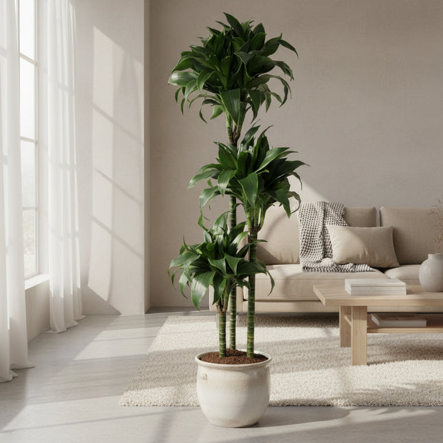 Dracaena Tatuade - 140 cm - ø24