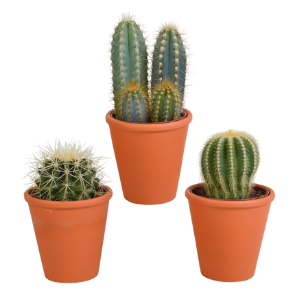 Cactus mix 8.5 cm - 3x - in terracotta pot