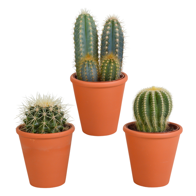Cactus mix 8.5 cm - 3x - in terracotta pot