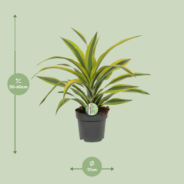 Dracaena Fragrans Lemon Lime (zonder sierpot) - Drakenbloedboom - Ø17cm - ↕40cm - Makkelijke kamerplant