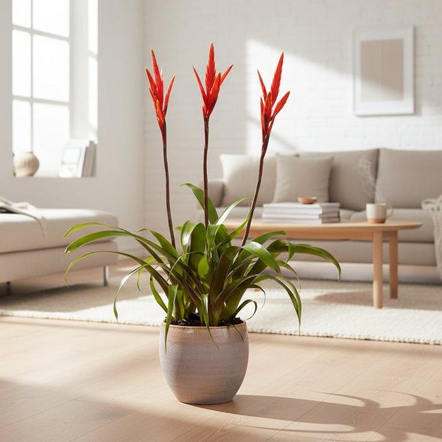 Vriesea Elan Toef 