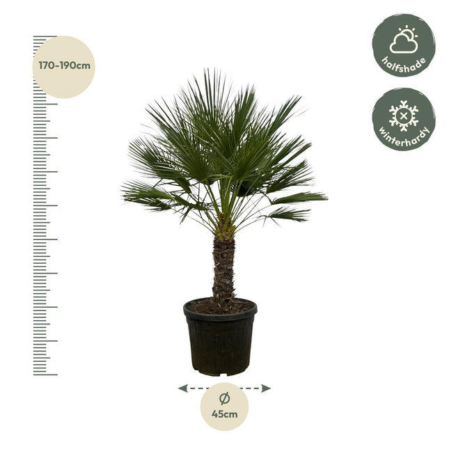 Chamaerops Humilis op Stam (Dwergpalm) - Ø45cm - ↕150cm (zonder sierpot)
