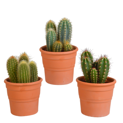 Cereus mix 10,5cm - 3x - in terracotta pot