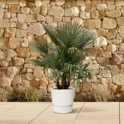 Trachycarpus Fortunei Multi-Stam - Waaierpalm 230cm - Winterharde Palmboom