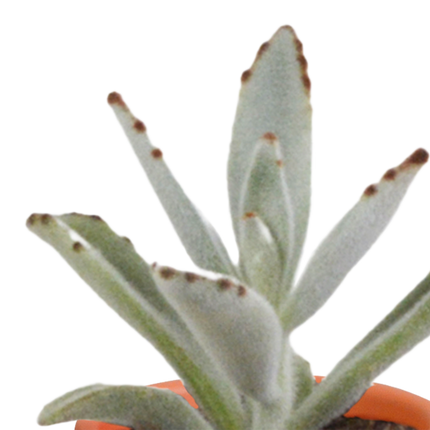 Cactus en vetplanten mix 5.5 cm | 15 stuks - in terracotta pot