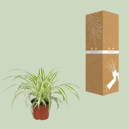 Graslelie - Chlorophytum - Makkelijke Kamerplant - Ø12cm - ↕25cm (zonder sierpot)