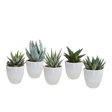 Gasteria/Haworthia mix 5,5cm - in witte pot - 5x