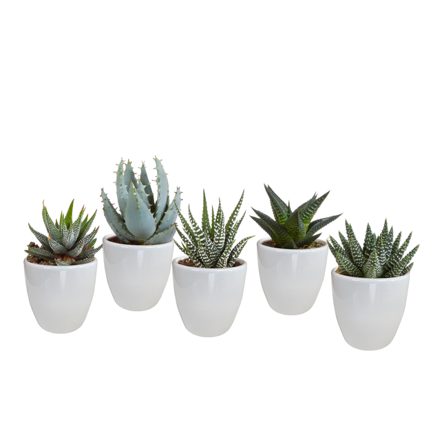 Gasteria/Haworthia mix 5,5cm - in witte pot - 5x