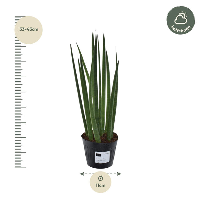 Sansevieria Cylindrica Bacularis Mikado Ø10,5cm ↕38cm – Makkelijke Kamerplant (zonder sierpot)