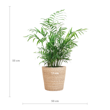 Chamadorea Elegans met Sofia mand naturel - 55cm - Ø17