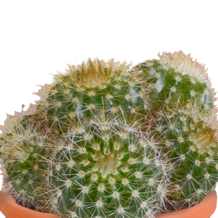 Cactus en vetplanten mix 5.5 cm | 15 stuks - in terracotta pot