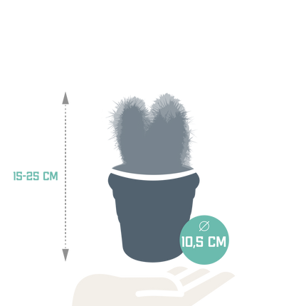Cereus mix 10,5cm - 3x - in terracotta pot