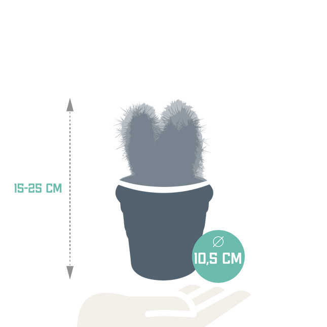 Cereus mix 10,5cm - 3x - in terracotta pot