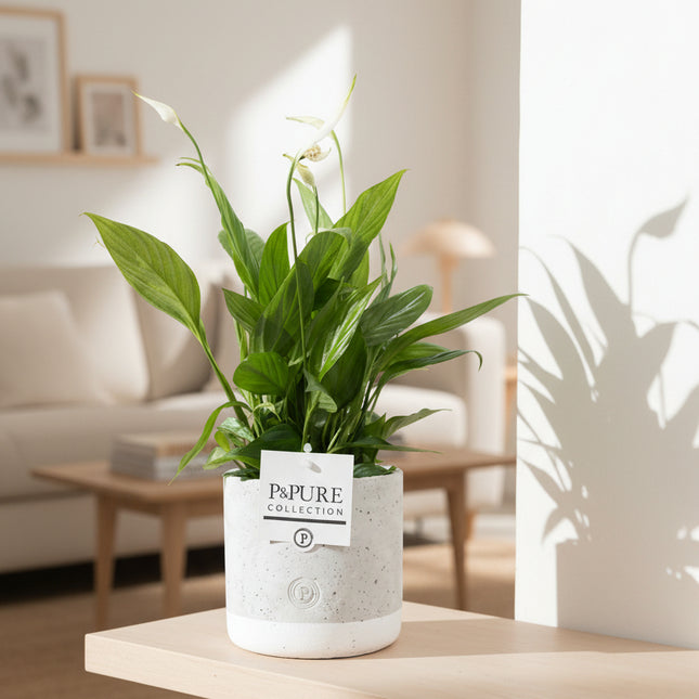 Lepelplant