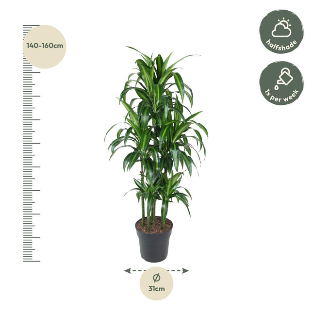 Dracaena Hawaiiana Carrousel (zonder sierpot) - Drakenbloedboom - Ø31cm - ↕150cm - Grote kamerplant