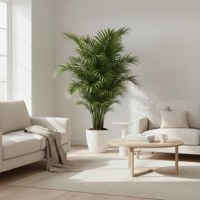 Dypsis Lutescens (Areca palm) 150 cm - ø24