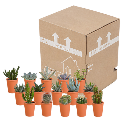 Cactus en vetplanten mix 5.5 cm | 15 stuks - in terracotta pot
