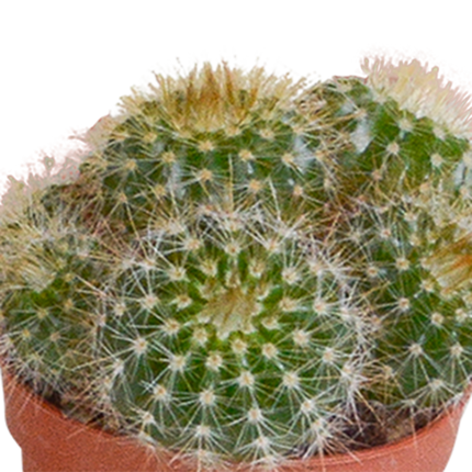 Cactus mix 5.5 cm - 10x - zonder pot
