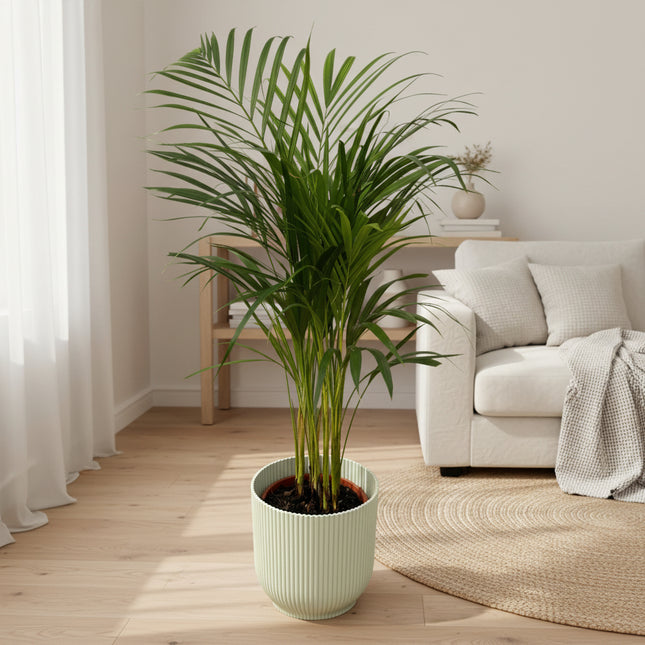 Areca palm - ↨85cm - Ø19cm inclusief elho Vibes Fold Round wit D22xH20